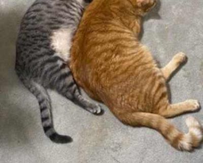 My 86 year old father got Brianna, a female grey tabby, and Joey, a male orange tabby, shortly after my mother passed in February 2024. They were both about 4 months old when he got them in April or May. They have been wonderful companions for him. Both fixed and litter box trained. They are also very affectionate and love to play with toys and each other. They are a bonded pair even though the...