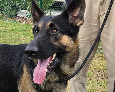 THOR - German Shepherd Dog Male Puppy for Adoption