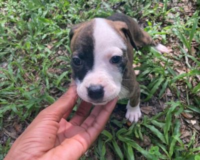 Bo-Dach Puppies ready for new home