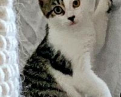 Eloise Kitten - Domestic Shorthair Female Cat for Adoption