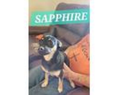 Saphire, Jack Russell Terrier For Adoption In Phoenix, Arizona