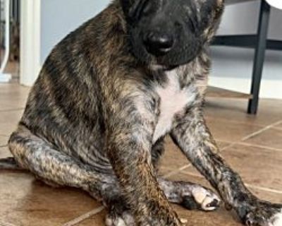 Zeus - Black Mouth Cur Male Puppy for Adoption