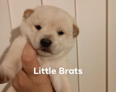 Shiba Inu Puppies!!