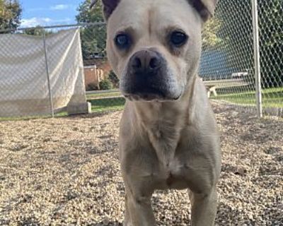 Limback - Pit Bull Terrier/Pug Mix Male Dog for Adoption