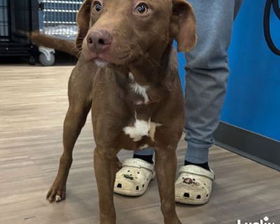 Neutered. Spunky little guy with stars in his eyes * DEO NEEDS A FOSTER OR FOREVER HOME!!!! * Name: Deo Best Guess for Breed: Dachshund/terrier mix * Best Guess for Age: 1 year as of 10/02/2025 SEX: Male * * Approximate Weight: 33 lbs as of 10/02/2025 * * Gets Along With: Other dogs! We haven't seen them with cats or kids but we are happy to discuss integration techniques with any potential ado...