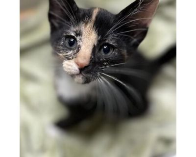 Pancake BD - Domestic Shorthair Female Cat for Adoption