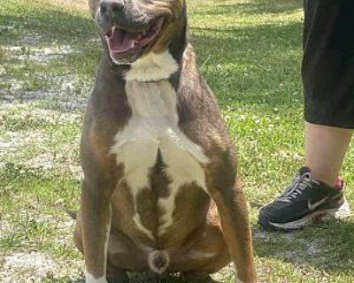 Colt - Mixed Breed (Medium) Male Dog for Adoption