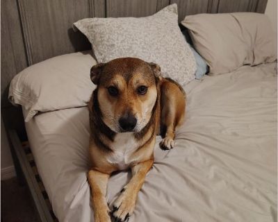 Daryl - Female Puppy German Shepherd / Lab for Adoption