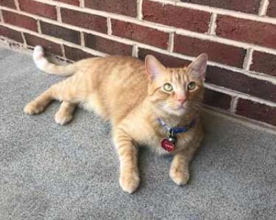 Ginger - American Shorthair Male Cat for Adoption