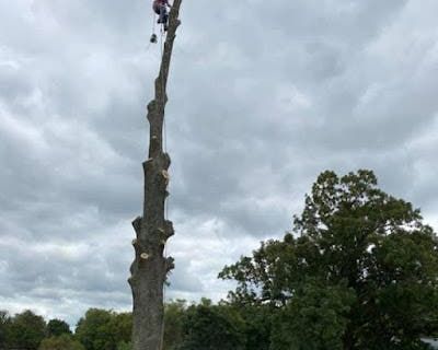 Many homeowners consider tackling tree trimming themselves to save money. Professional tree trimming in Pleasure Ridge Park Louisville offers significant benefits. Understanding the value helps you make the right choice. Safety Concerns with DIY Trimming Tree work involves serious risks that most people underestimate. Falls from ladders cause thousands of injuries each year. Professional crews ...