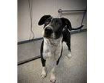 Adopt BAILEY BOY a Black - with White American Pit Bull Terrier / Mixed dog in
