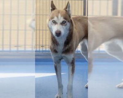 Adult * Location Downey, CA, 90242 USA USA *. Dog Breed: Siberian Husky (medium coat). Physical Attributes Coat Length: Medium Additional Information Was the Dog Found No
