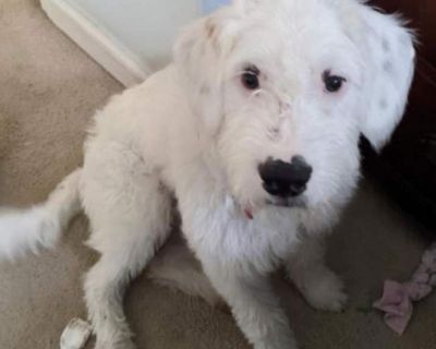 Tofu - Old English Sheepdog Male Puppy for Adoption