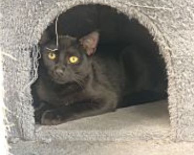 Violet - American Shorthair Female Cat for Adoption