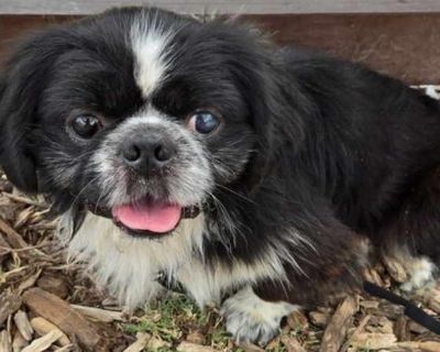 Charlie & Carter - Pekingese/Japanese Chin Mix Male Dog for Adoption