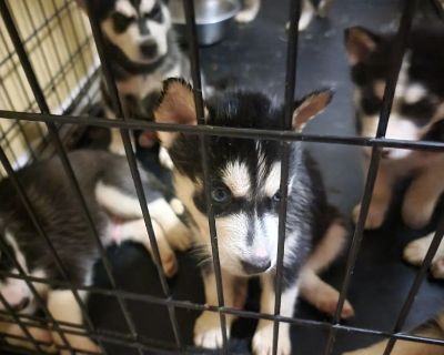 Husky puppys