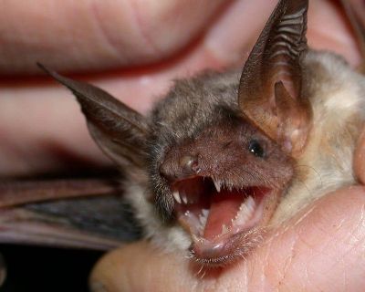 Bat Removal Services in Marietta Georgia