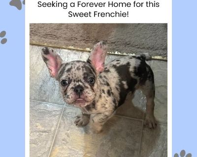 French Bulldog Puppies