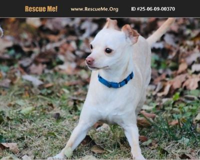 Aden - Male Puppy Chihuahua / Jack Russell for Adoption