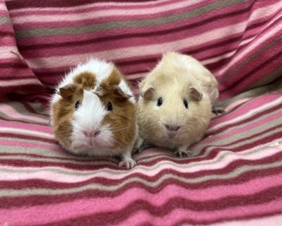 Sauce (bonded to Chapina) - Guinea Pig Male for Adoption