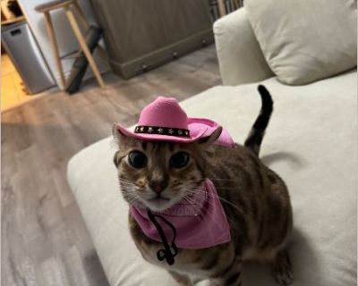 Nola - Female Adult Bengal for Adoption