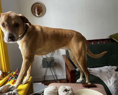 Sandy - Mutt/Labrador Retriever Mix Female Dog for Adoption