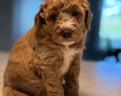 The Seller provides a 1-Year health guarantee. The Seller guarantees this puppy to be in good health at the time of sale. The Seller will provide a health record of all shots, worming, and a veterinarian exam. The Buyer agrees to take this puppy to a licensed veterinarian of their choice within 10 business days. Failure to have the puppy examined by a Vet within 10 days of the puppy s delivered...