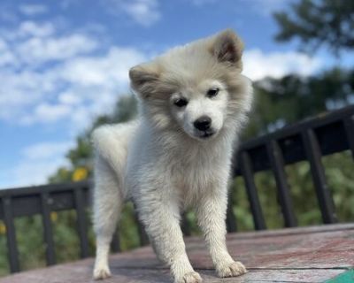 American Eskimo puppies
