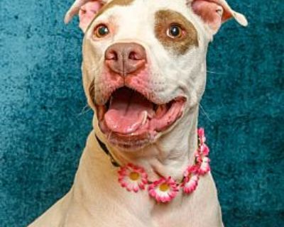 Honey - American Pit Bull Terrier Female Dog for Adoption