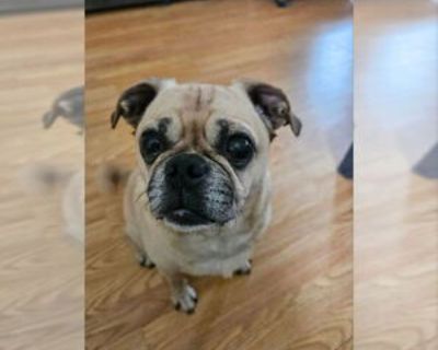 * Location Indianapolis, IN, 46206 USA USA *. Dog Breed: Pug. Mr Beefy is new to KPR. After he's been seen by our vet, he will be ready for adoption. Check back for updates! Additional Information Was the Dog Found No