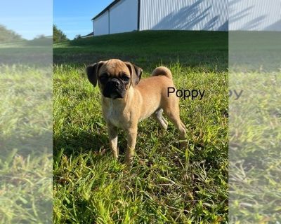 Poppy - Puggle Female Puppy for Sale