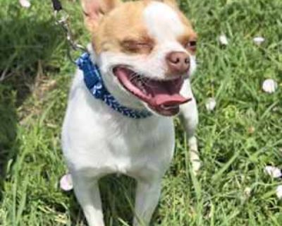 Tyson - Chihuahua Male Dog for Adoption