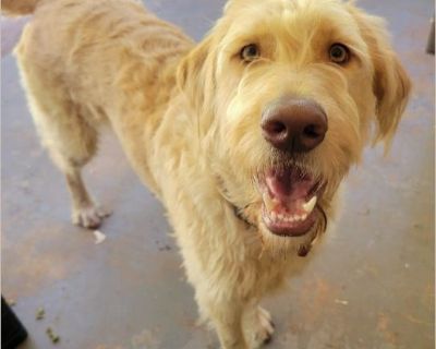 Maple - Female Puppy Golden Retriever / Poodle for Adoption
