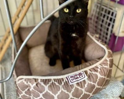 Dottie - American Shorthair Female Cat for Adoption