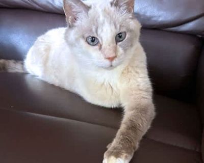 Della - Siamese Female Cat for Adoption