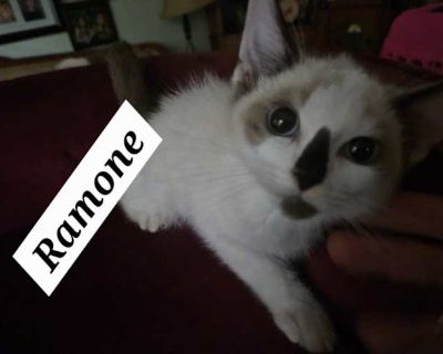 Ramone - Siamese Male Cat for Adoption