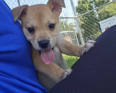 Chuck - Catahoula Leopard Dog & Husky Mix Male Puppy for Adoption