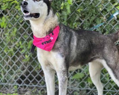 Star - Siberian Husky Female Dog for Adoption