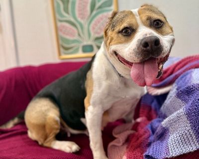 Lily Smiles the Pocket sized Lovebug - American Bulldog Mix Female Dog for Adoption