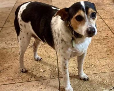 Pd - Terrier (Unknown Type, Medium) Male Dog for Adoption