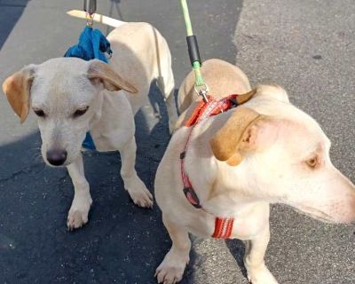 Young. White - with tan, yellow or fawn. Microchipped. Ben and Jerry were found wandering the streets in Midway City by a kind gentleman who corralled them and brought them to AALOC. They are brothers and are completely bonded so they cannot be separated. If you are looking for a pair of dogs as an addition to your family, Ben and Jerry would be just the right double scoop of love. Ben and Jerr...