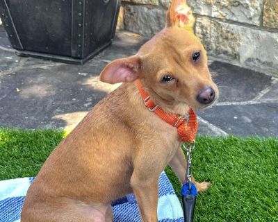 Nacho - Terrier & Chihuahua Mix Male Dog for Adoption