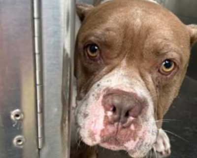 58819319 - American Pit Bull Terrier Male Dog for Adoption