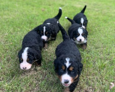 7 Male and 2 Female Bernese Mountain Dog Puppies for Sale