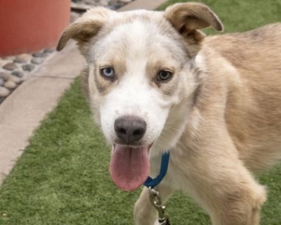 Hendrix - Australian Shepherd Mix Male Dog for Adoption