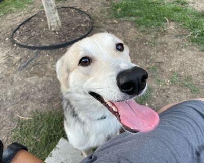 Twiggy - German Shepherd Dog Mix Female Dog for Adoption