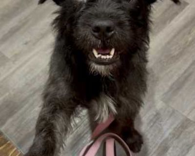 Maimee - Terrier (Unknown Type, Medium) Female Dog for Adoption
