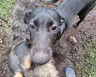 Lluvia - Labrador Retriever Female Puppy for Adoption