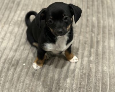 Jasmine (Jazzy) - Havanese & Chihuahua Mix Female Puppy for Adoption