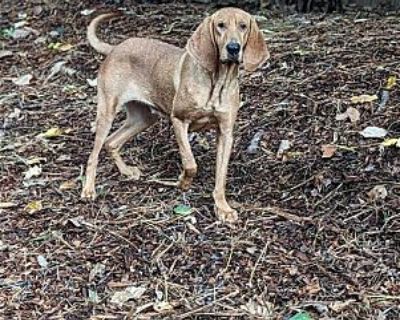 Kalina - Bloodhound Female Dog for Adoption